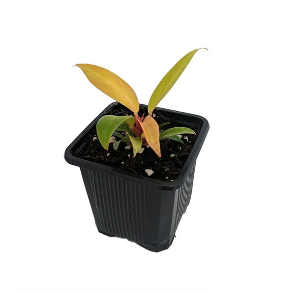 Prince of Orange Philodendron - 2.5" Pot