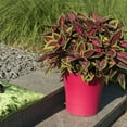 thumbnail image 2 of Better Homes & Gardens 2QT Lime Green Burgundy Pink Coleus Live Plant Grower Pot Part Sun, 2 of 5