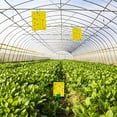 thumbnail image 5 of QARUN 60 Pack Yellow Sticky Traps for Gnats, Fruit Fly Traps, Fungus Gnat Traps for Indoor Use, 5 of 7