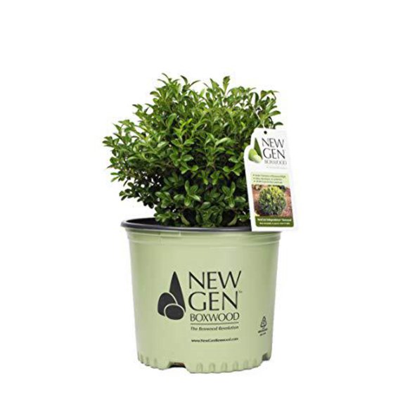 Buxus NewGen Freedom The Boxwood Revolution 36" - 54" Live Shrubs, Weather Permitting Plant
