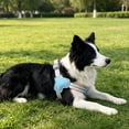 thumbnail image 4 of Adjustable Dog Harness Summer Mesh Breathable Pet Vest Soft No-Pull Comfortable Step-In Harness for Small Medium Dogs Cats Walking Training Camping, 4 of 5