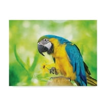Trademark Fine Art 'Blue and Yellow Macaw' Canvas Art by Lois Bryan