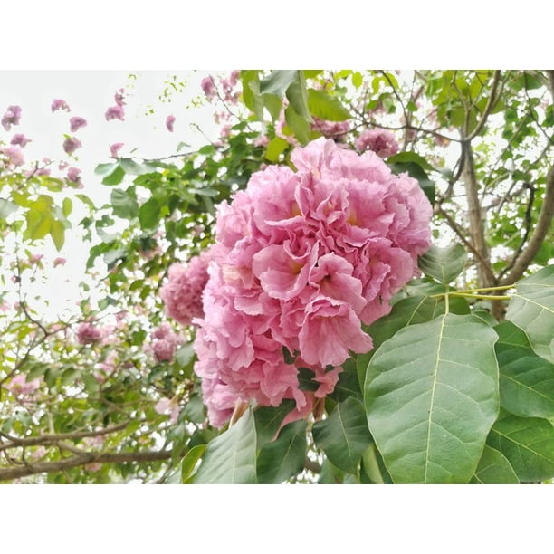 5 Seeds Pink Trumpet Tree Poui Ornamental Tropical Tabebuia