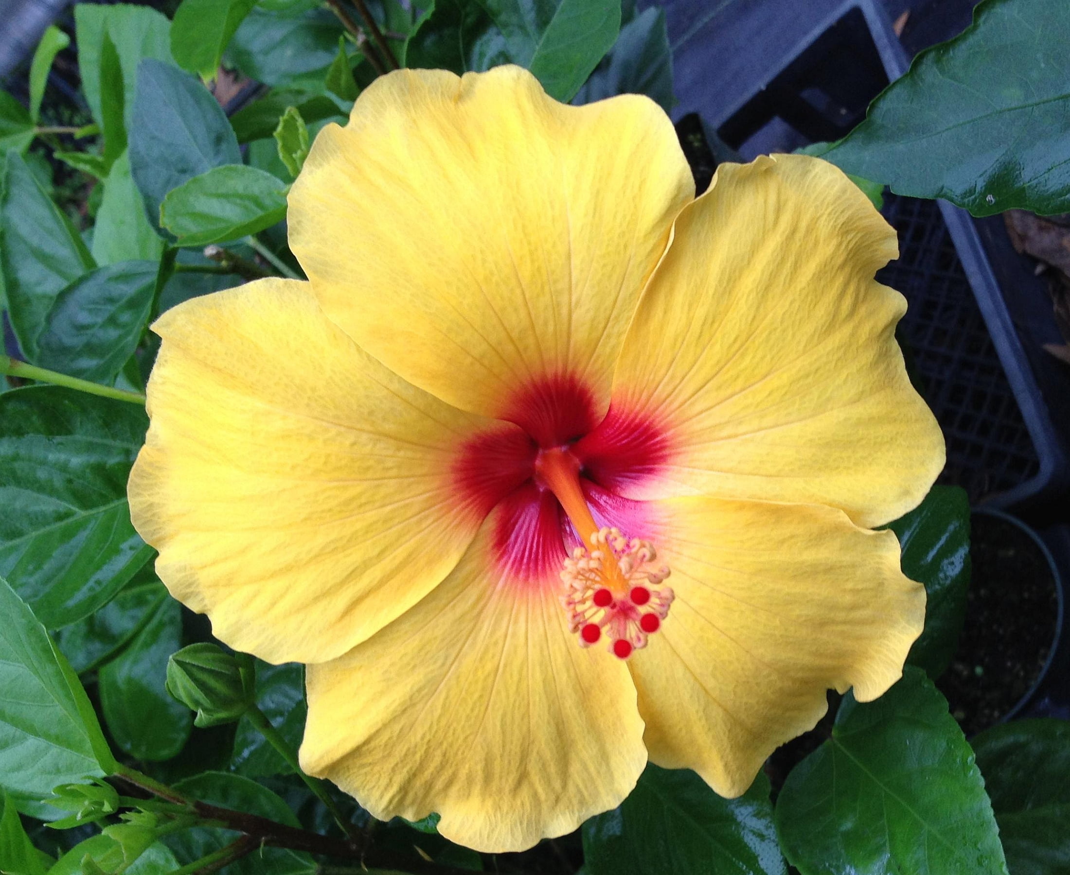 Hawaiian Unrooted Yellow Hibiscus Plant Cutting 1 Pack