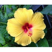 HAWAIIAN UNROOTED YELLOW HIBISCUS PLANT CUTTING 1 PACK