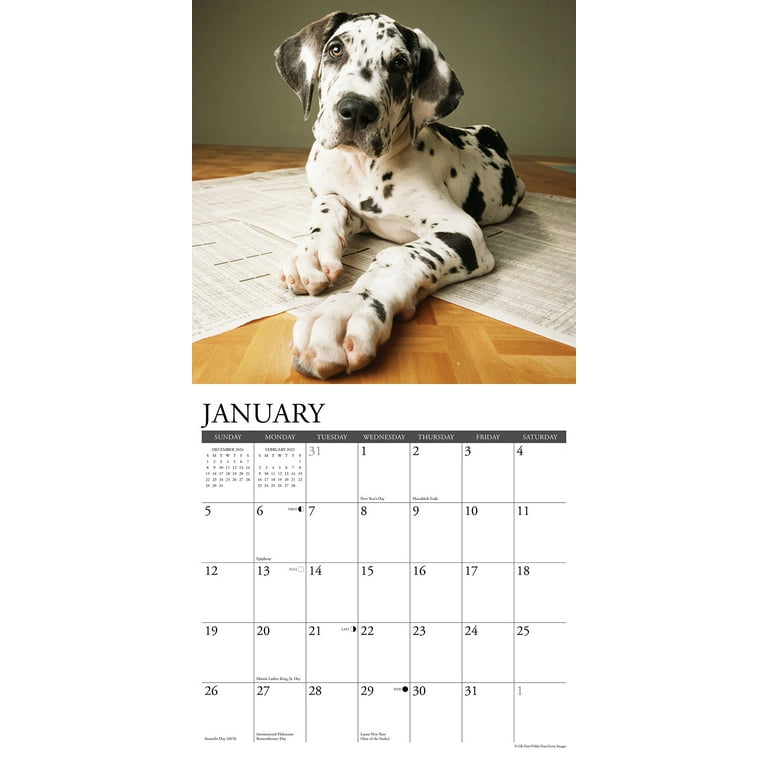 Great Dane Puppies 2025 Wall Calendar - Walmart.com