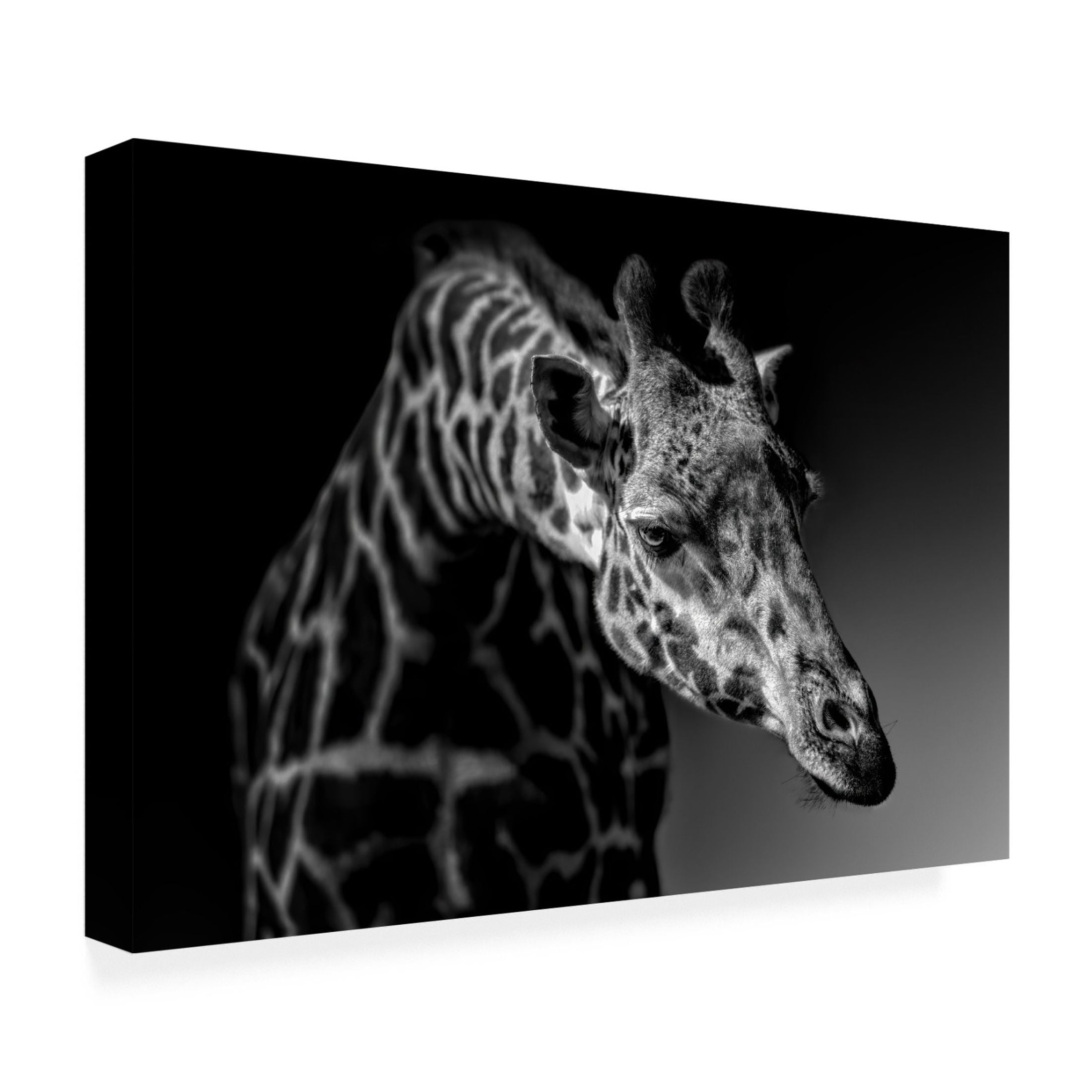 Canvas Wall Art - Alex Zhao 'Giraffe' Wall Art for Living Room, Bedroom, or Office Décor by Trademark Fine Art - 19 x 12 Inches