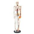 thumbnail image 4 of 34 inch Human Skeleton Model Model Skeleton Anatomical Human Anatomy Medical Stand for Teaching, 4 of 19