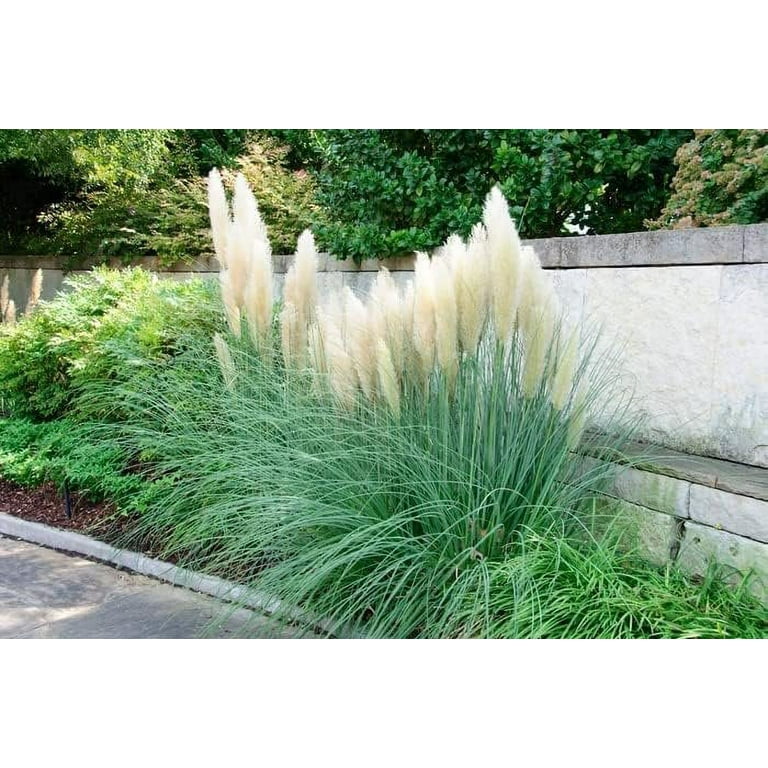 Cortaderia pumila 2024