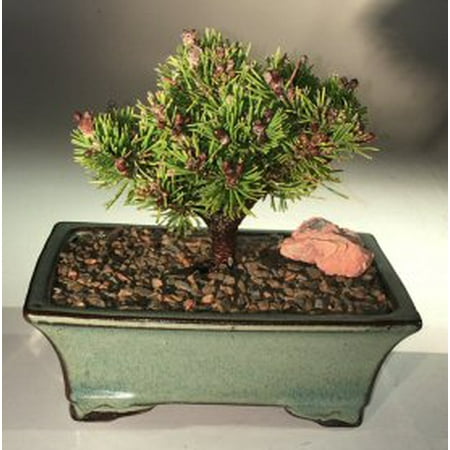 Mugo Pine Y Bonsai Tree Br I Pinus Mugo Pine Y Bonsai Tree Pinus