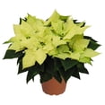 thumbnail image 2 of Expert Gardener Green Envy Poinsettia Live Plant in 6-Inch Grower Pot for Indirect Sunlight, 2 of 9