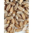 thumbnail image 2 of Cat Grass Mix, 4 oz - Grow Cat Grass Sprouts for your Cat. Seeds for Microgreens -Hard Red Wheat- Non GMO - Country Creek Acres LLC - Grown in The USA, 2 of 6