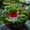 Color D, variant on Miniature Japanese Zen Garden Bridge Pavilion Rockery Decorative Set Bonsai Terrarium Tabletop Ornament Sculpture Statue Accessories Color C 3.1x2x3.4cm
