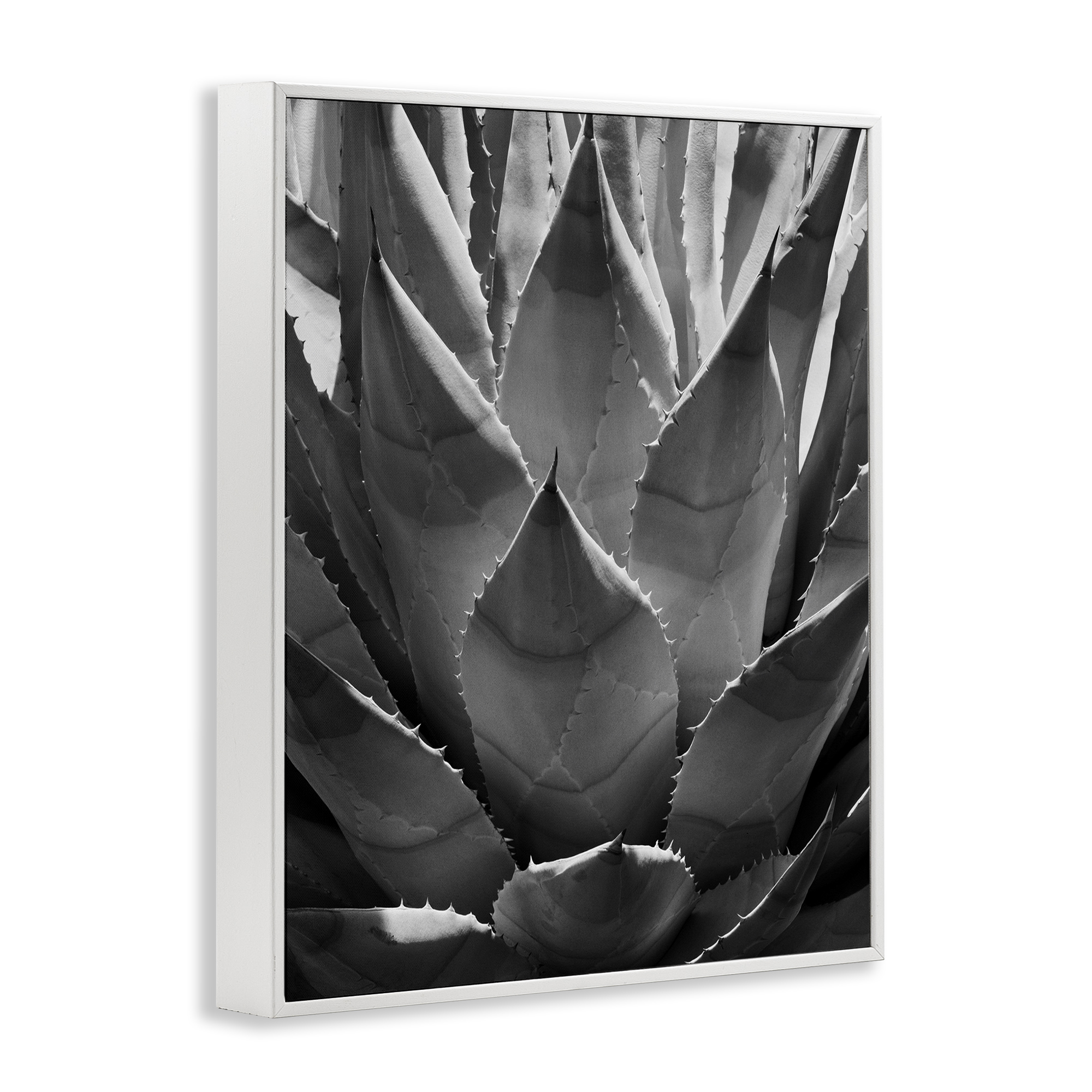 Stupell Industries Desert Plant Detail Botanical & Floral Photography White Framed Art Print Wall Art, 24 x 30