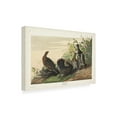 thumbnail image 2 of John James Audubon 'Spotted Grouse' Canvas Art, 2 of 3