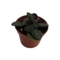 thumbnail image 4 of Frosted Jade Asian Violet - Primulina pseudoyungfuensis - 2.5" Pot - House Plant, 4 of 4