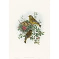 thumbnail image 2 of John Gould 11x14 Gold Ornate Wood Frame and Double Matted Museum Art Print Titled - Ligurinus Chloris (Greenfinch), 2 of 4