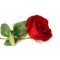 thumbnail image 2 of Red Rose Wall Mural by Wallmonkeys Peel and Stick Graphic (24 in W x 16 in H) WM151978, 2 of 4
