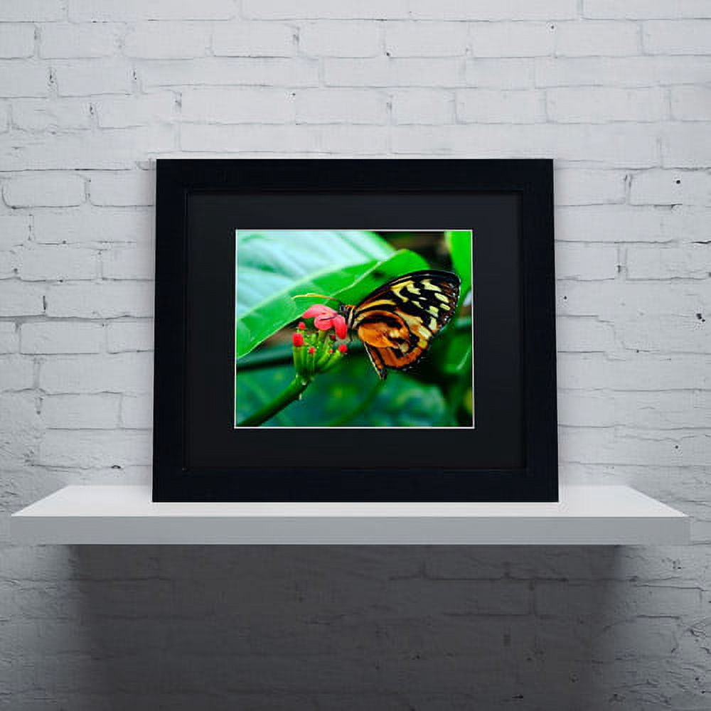 Trademark Fine Art "Cream Spotted Tigerwing" Canvas Art by Kurt Shaffer, Black Matte, Black Frame