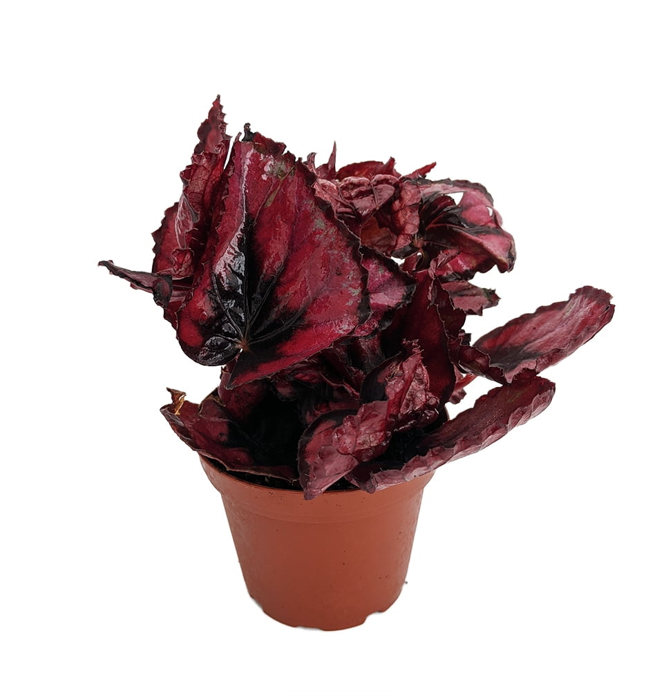 Begonia Rex  Plant  Red 4" Pot 
