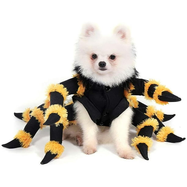 Dog dressed in spider costume hotsell