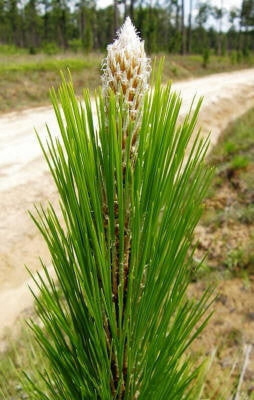 Pine Long Leaf Essential Oil 15 ml (1/2 fl oz) - 100% Pure and Natural by Silky Scents