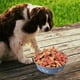 thumbnail image 3 of Comedero de acero inoxidable para perros, antideslizante, para perros medianos y grandes (paquete de 2), 3 of 5