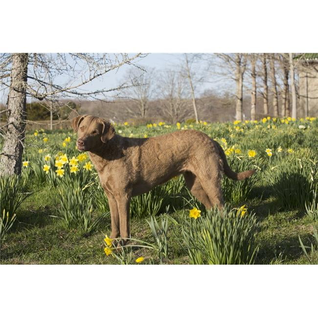Female Chesapeake Bay Retriever in Daffodils Waterford