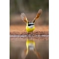 thumbnail image 2 of Ditto, Larry 23x32 White Modern Wood Framed Museum Art Print Titled - Great Kiskadee (Pitangus sulphuratus) flushing, 2 of 4
