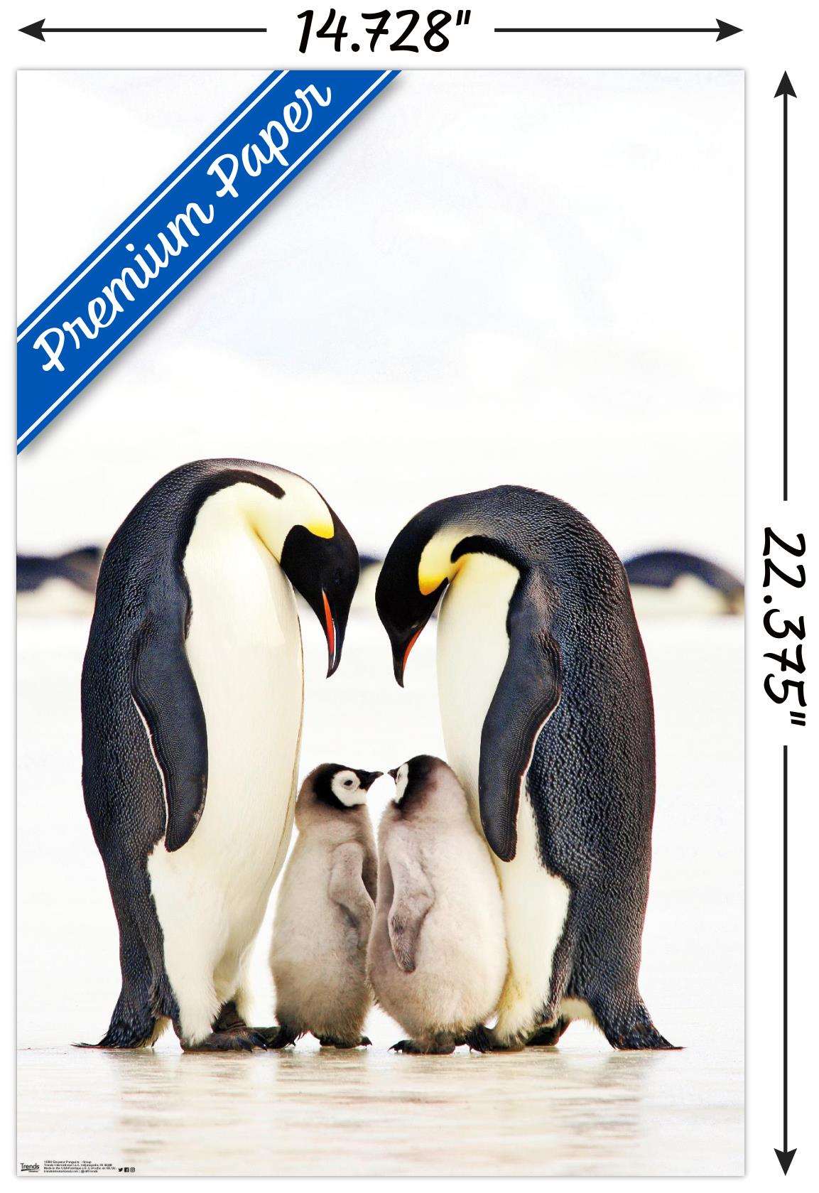 A Group Of Emperor Penguins Wall Poster, 14.725" x 22.375"