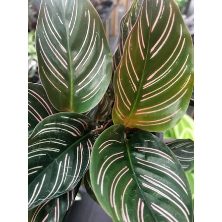 Pinstripe Prayer Plant-Calathea ornata-Elegant indoor foliage  6" Pot