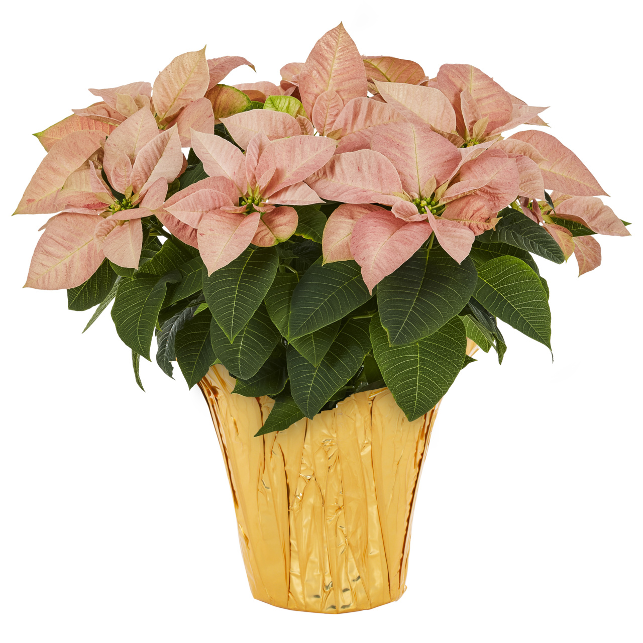Expert Gardener 2QT Orange Poinsettia Live Houseplant Champagne Foil Cover Indirect Sunlight 3 Pack