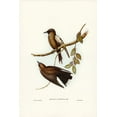 thumbnail image 2 of Gould, John 17x24 Black Ornate Wood Framed with Double Matting Museum Art Print Titled - Grey-breasted Wood Swallow-Artamus cinereous, 2 of 4