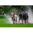 thumbnail image 2 of Biswas, Kuntal 32x23 Gold Ornate Wood Framed with Double Matting Museum Art Print Titled - Moichara Cattle Race FestIVal, 2 of 4
