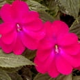 thumbnail image 2 of National Plant Network 4 in. SunPatiens Compact Happy Days Mix Impatiens (3-Pack), 2 of 10