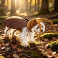 thumbnail image 6 of Halloween Pet Cockroach Costume, Funny Cosplay Outfit for Dogs and Cats, Soft Lightweight Dress-Up Suit for Halloween Parties and Photos, Brown, 1 Count, 6 of 9