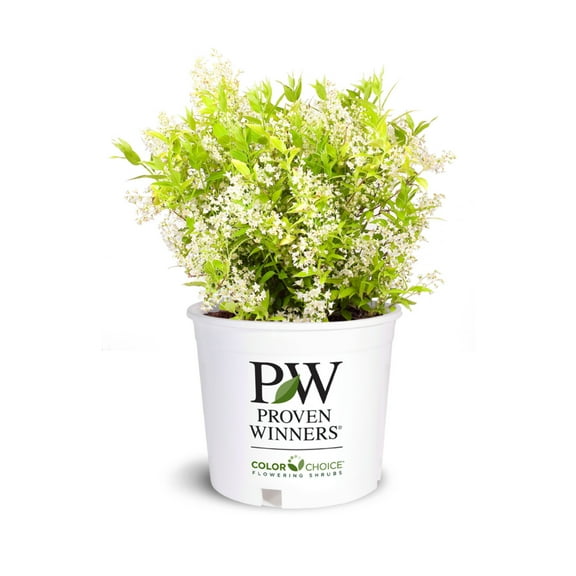 Chardonnay Pearls Deutzia – Live Flowering Shrub – 3 Gallon Pot – Full Sun