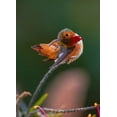thumbnail image 2 of Huang, Johnson 24x32 Black Ornate Wood Framed with Double Matting Museum Art Print Titled - Hummingbird, 2 of 4