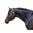 thumbnail image 3 of Gatsby Adj Turnout Leather Halter w/Snap Weanling, 3 of 6