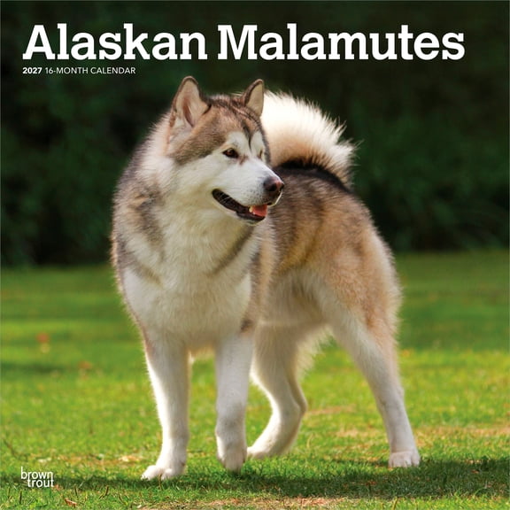 Alaskan Malamutes 2027 12x24" (Hanging) Wall Calendar | Plastic-Free | BrownTrout