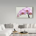 thumbnail image 3 of Trademark Fine Art 'Orchid Group' Canvas Art by Gordon Semmens, 3 of 3