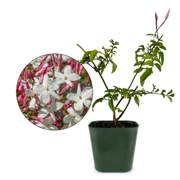 My Shelfie - Mini Pink Jasmine Plant Vine Starter in 2-Inch Pot, Live Plants Outdoor Setting, 3-5 Inches, Pet-Friendly, 1-Piece