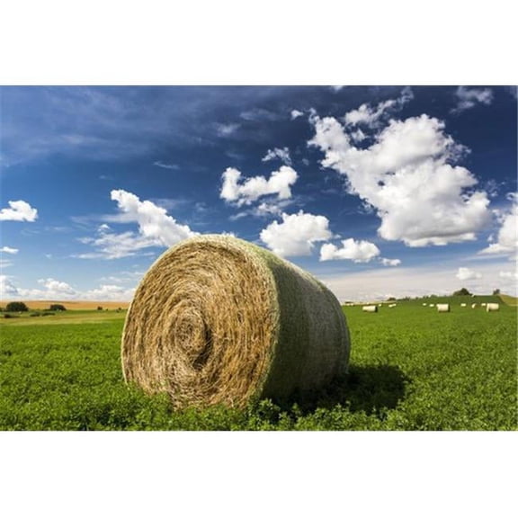 Close Up of Large Round Hay Bale in An Alfalfa Field with Clouds & Blue Sky - Acme Alberta Canada Poster Print by Michael Interisano - 19 x 12