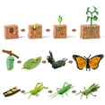 thumbnail image 1 of Simulation Insect Plastic Animal Early Growth Preschool Materials Objects Special Model Miniature Educational Props Cognition Toy for Children Type 9, 1 of 9