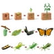 thumbnail image 4 of Tholdsy Simulación de crecimiento de animales de insectos, modelo de jardín de infancia, enseñanza educativa, aprendizaje, imaginación, Juguetes Educativos tipo 9, 4 of 6