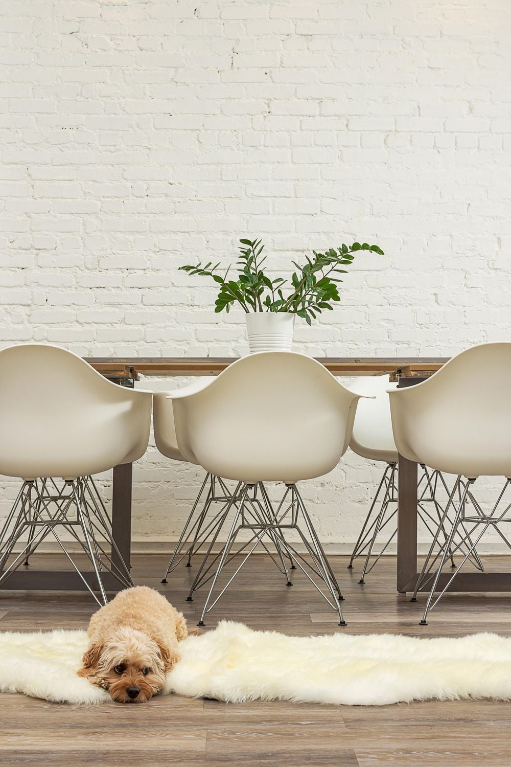 TAPIS EN PEAU DE MOUTON NOUVELLE-ZÉLANDE