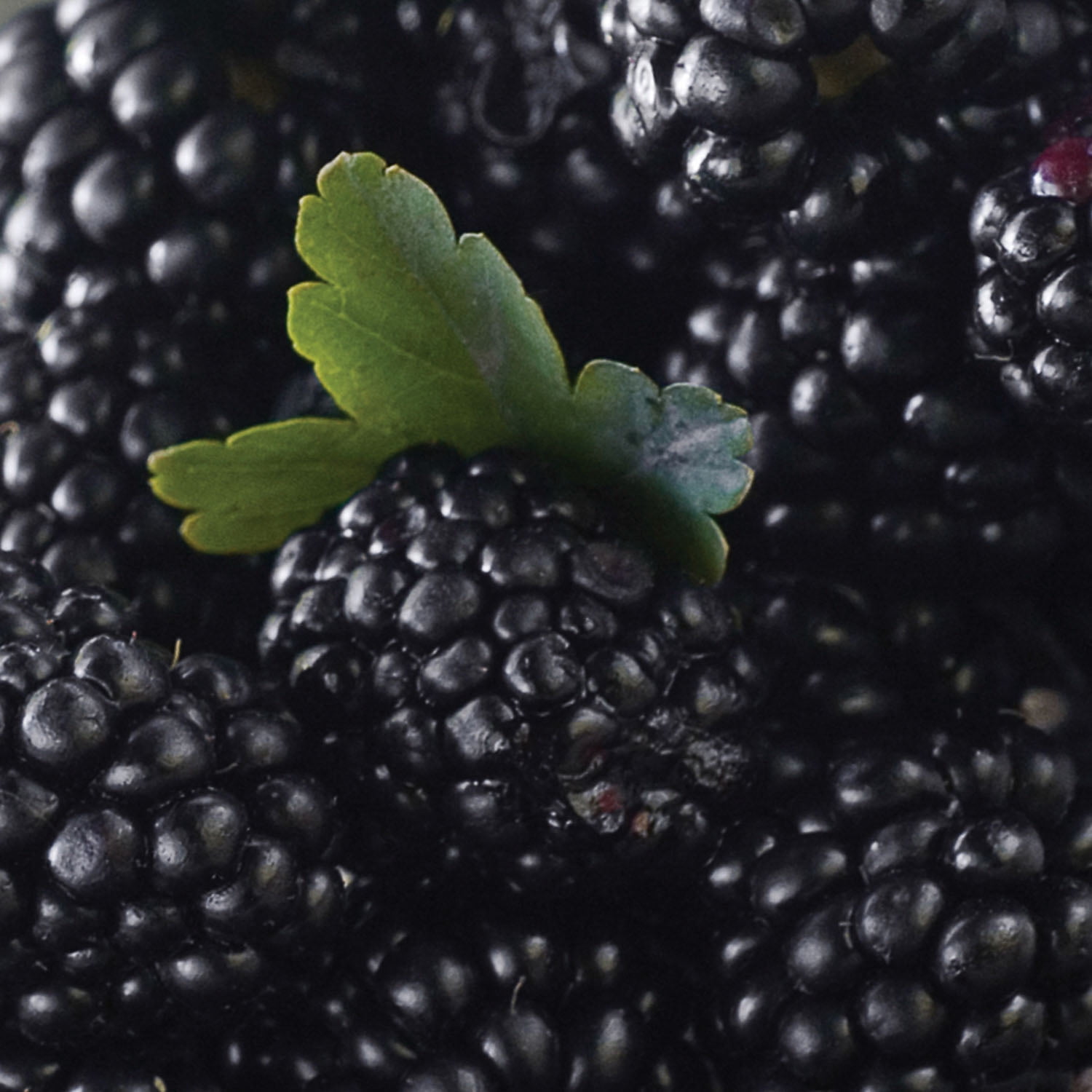 Expert Gardener Berry Collection (Set of 2 Dormant Bare Roots) Full Sun, Multi-Color, Perennial