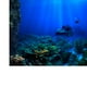 thumbnail image 4 of Papel tapiz de fondo Yuyangstore Decoración de papel tapiz de un solo lado para acuario 122x46cm, 4 of 8