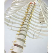 INTBUYING Life Size Human Skeleton Model Medical Full Body Anatomical Teaching Model for Anatomy Teaching and Studying