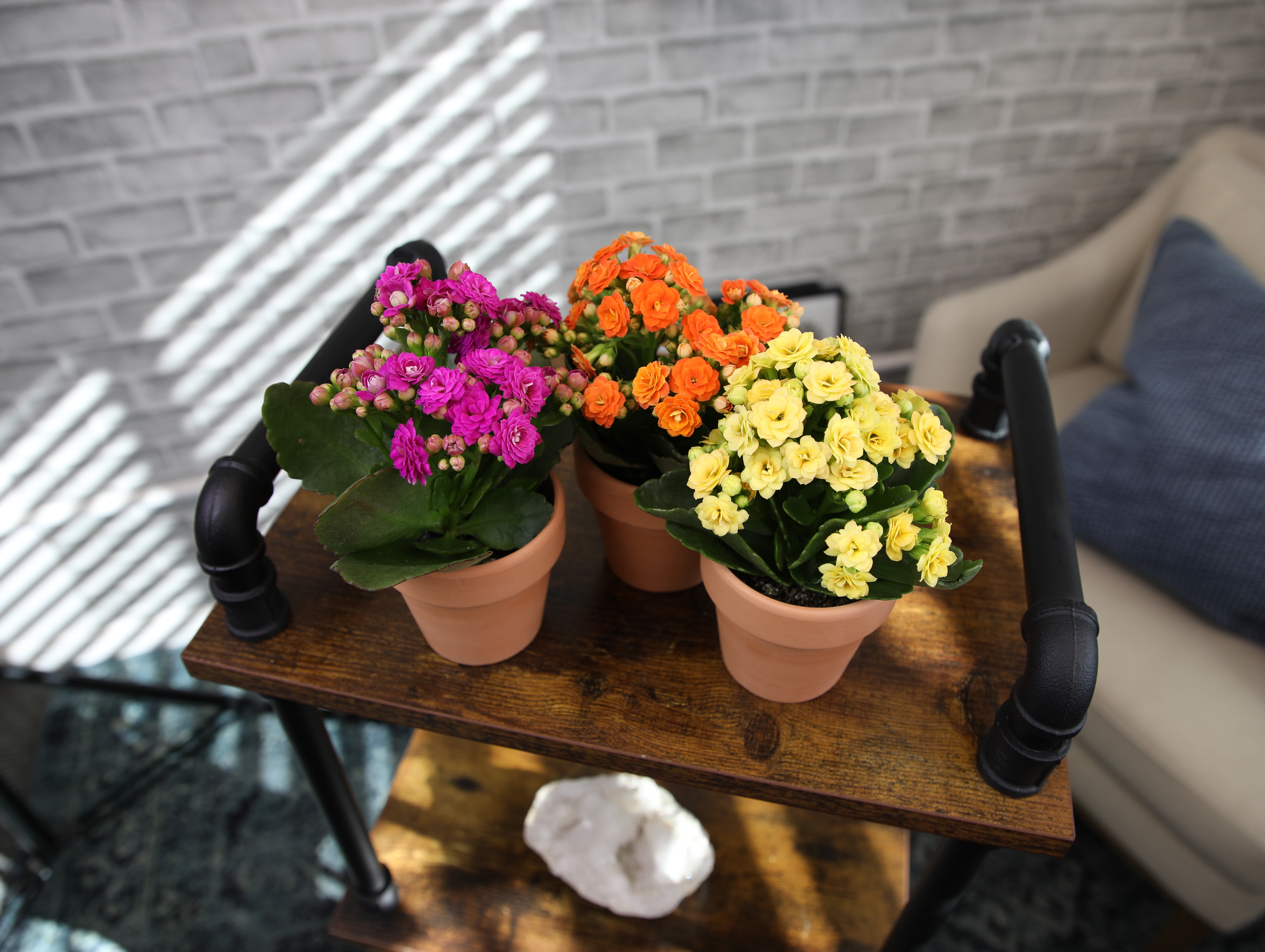 Blooming Kalanchoe Décor | 3 Live Succulent Plants in 2.5" Clay Planters | Element by Altman Plants